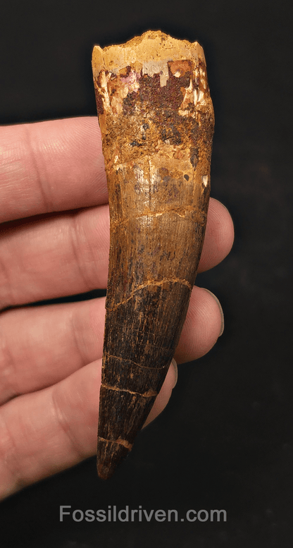 3.19" Fossil Spinosaurus Tooth - Real Dinosaur Tooth - Fossil Driven