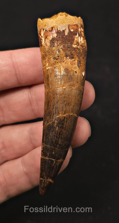 3.19" Fossil Spinosaurus Tooth - Real Dinosaur Tooth - Fossil Driven