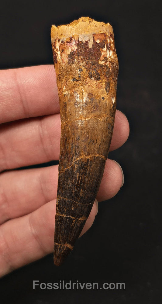 3.19" Fossil Spinosaurus Tooth - Real Dinosaur Tooth - Fossil Driven
