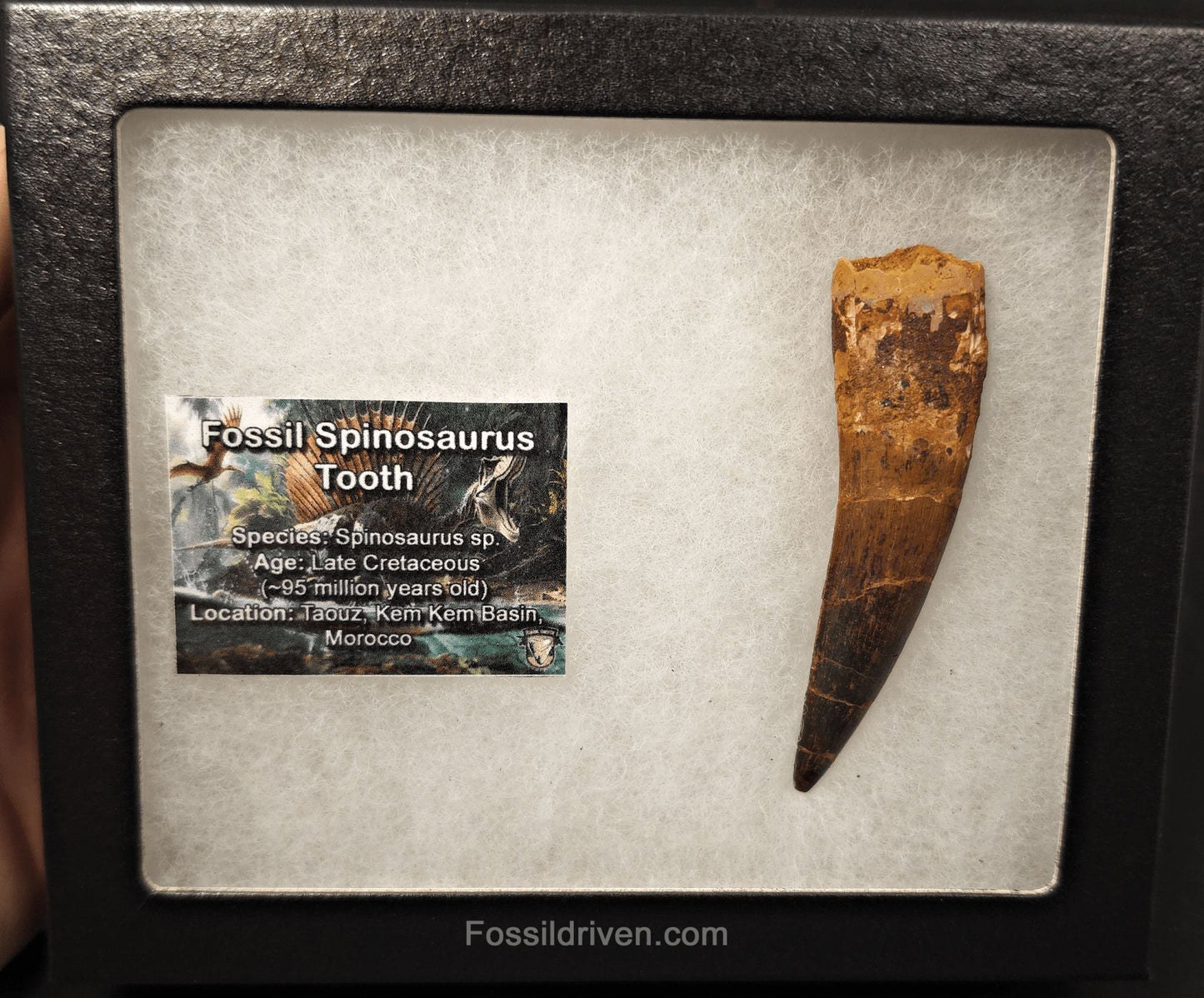 3.19" Fossil Spinosaurus Tooth - Real Dinosaur Tooth - Fossil Driven