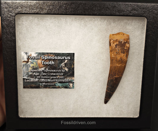 3.19" Fossil Spinosaurus Tooth - Real Dinosaur Tooth - Fossil Driven