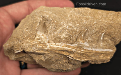 3.20" Fossil Mosasaur Jaw Section in Matrix with 3 Teeth – Morocco - Fossil Driven