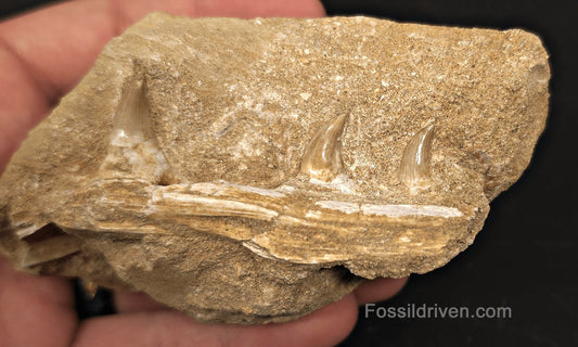 3.20" Fossil Mosasaur Jaw Section in Matrix with 3 Teeth – Morocco - Fossil Driven