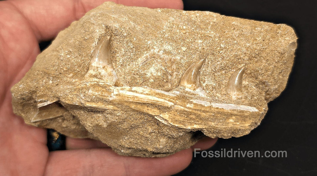 3.20" Fossil Mosasaur Jaw Section in Matrix with 3 Teeth – Morocco - Fossil Driven