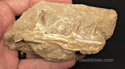 3.20" Fossil Mosasaur Jaw Section in Matrix with 3 Teeth – Morocco - Fossil Driven