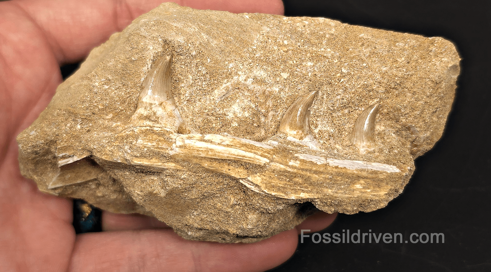 3.20" Fossil Mosasaur Jaw Section in Matrix with 3 Teeth – Morocco - Fossil Driven
