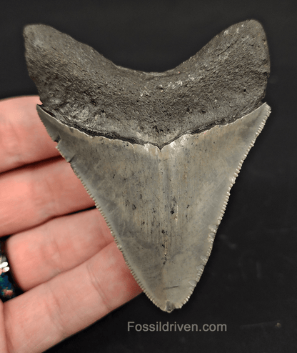 3.20" South Carolina Megalodon Tooth - Serrated - Authentic Fossil Shark Tooth - Fossil Driven