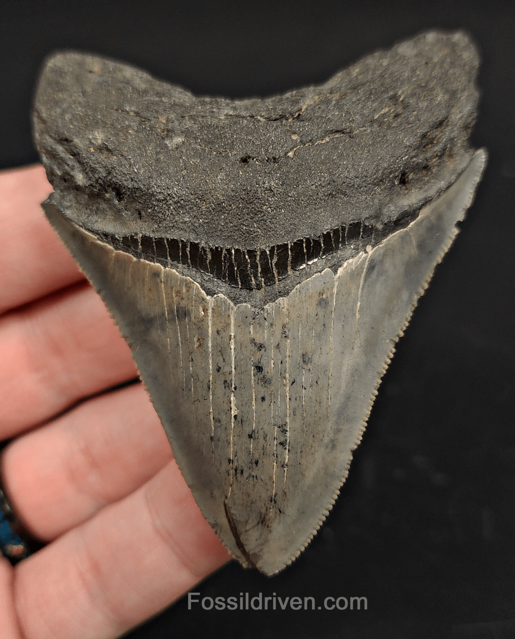 3.20" South Carolina Megalodon Tooth - Serrated - Authentic Fossil Shark Tooth - Fossil Driven