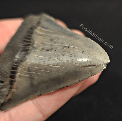 3.20" South Carolina Megalodon Tooth - Serrated - Authentic Fossil Shark Tooth - Fossil Driven