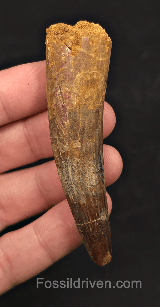 3.22" Fossil Spinosaurus Tooth - Real Dinosaur Tooth - Fossil Driven