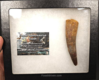 3.22" Fossil Spinosaurus Tooth - Real Dinosaur Tooth - Fossil Driven