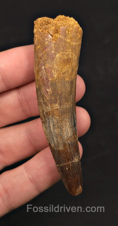 3.22" Fossil Spinosaurus Tooth - Real Dinosaur Tooth - Fossil Driven