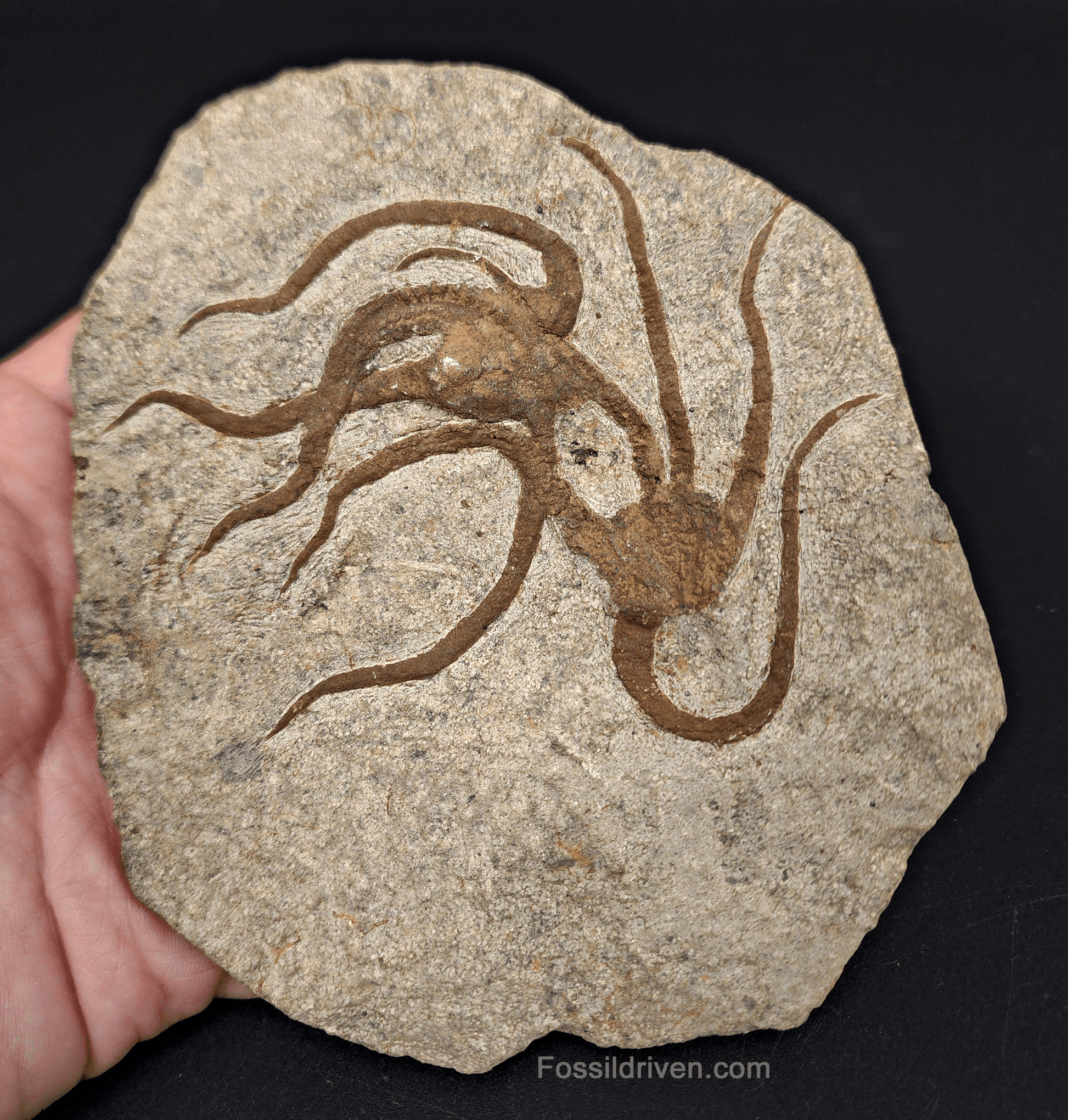 3.24" Fossil Brittle Stars – Jurassic Echinoderms from Morocco in 5.37" Matrix - Fossil Driven