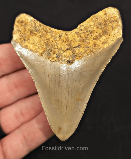 3.24" Fossil Megalodon Tooth - North Carolina | Fossil Driven - Fossil Driven