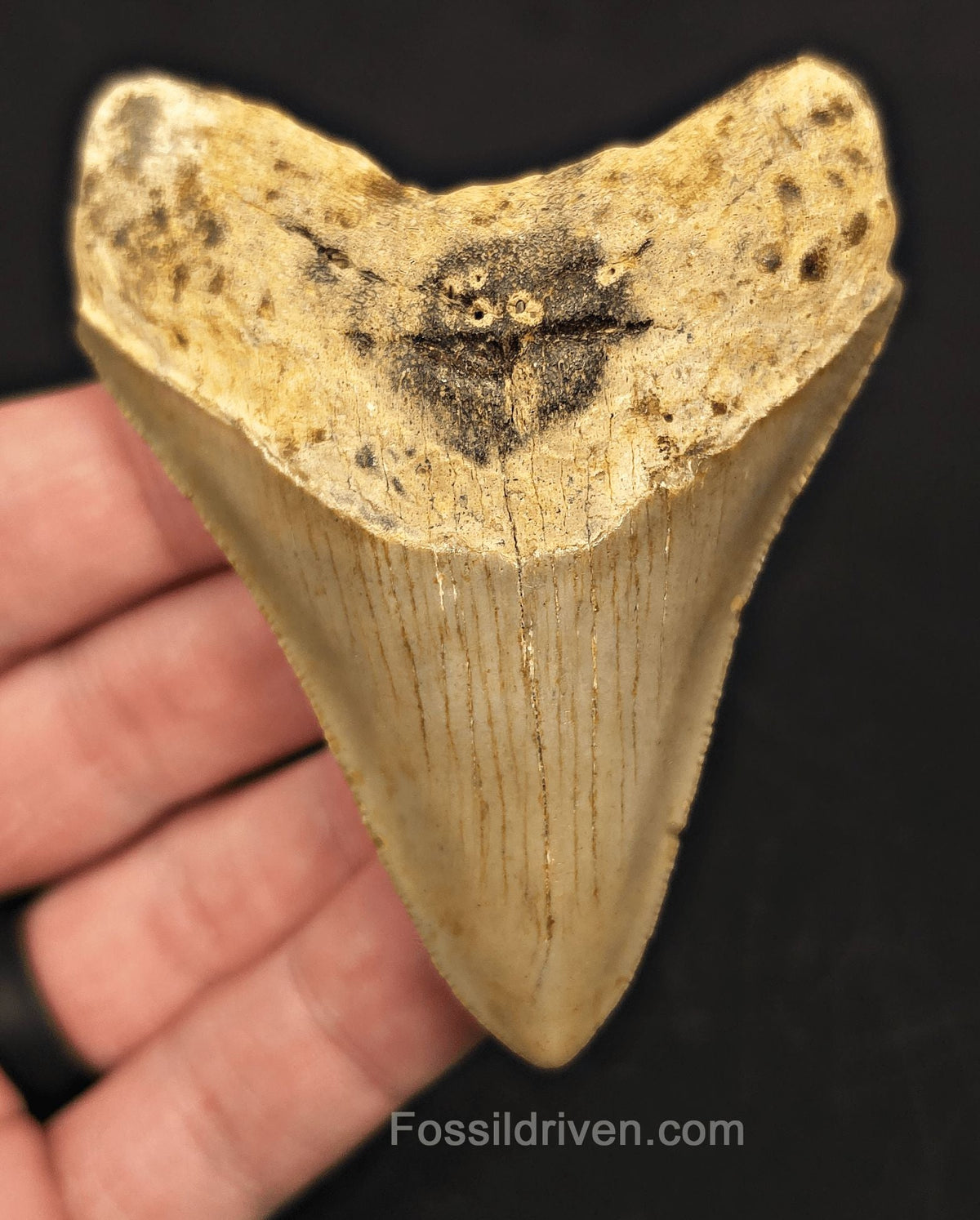 3.24" Fossil Megalodon Tooth - North Carolina | Fossil Driven - Fossil Driven