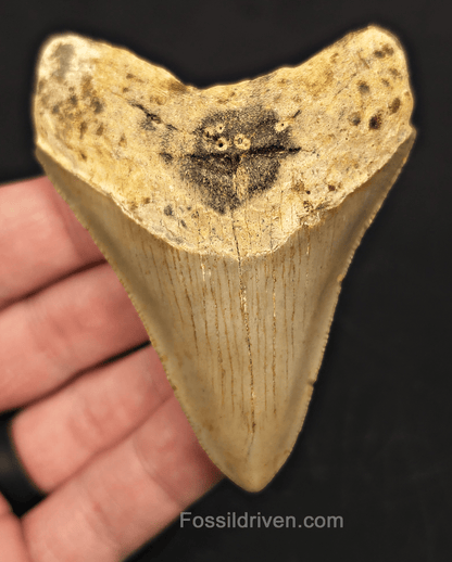 3.24" North Carolina Megalodon Tooth - Complete Specimen - Authentic Fossil Shark Tooth - Fossil Driven