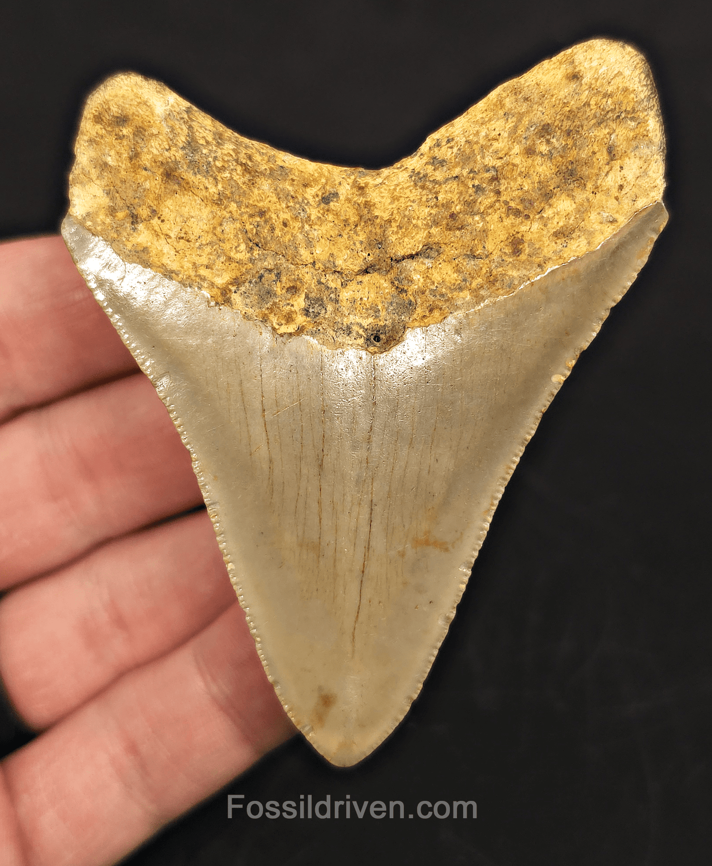 3.24" North Carolina Megalodon Tooth - Complete Specimen - Authentic Fossil Shark Tooth - Fossil Driven