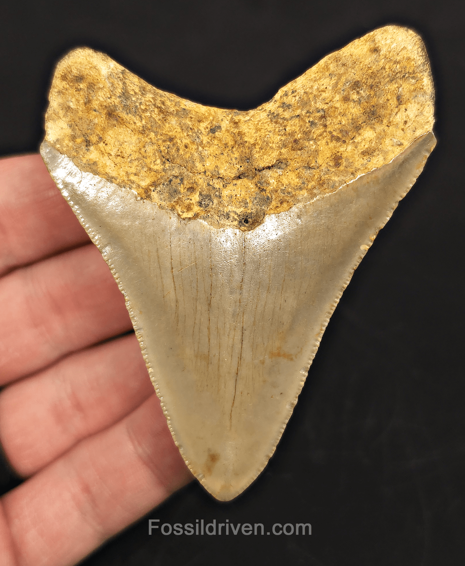 3.24" North Carolina Megalodon Tooth - Complete Specimen - Authentic Fossil Shark Tooth - Fossil Driven