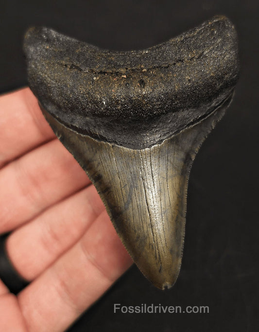 3.26" Fossil Megalodon Tooth - North Carolina | Fossil Driven - Fossil Driven
