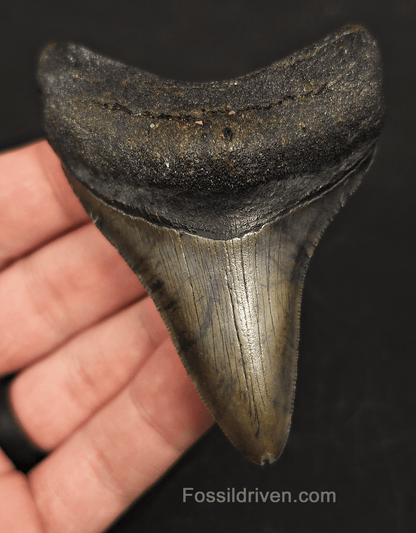 3.26" North Carolina Megalodon Tooth - Complete Specimen - Authentic Fossil Shark Tooth - Fossil Driven
