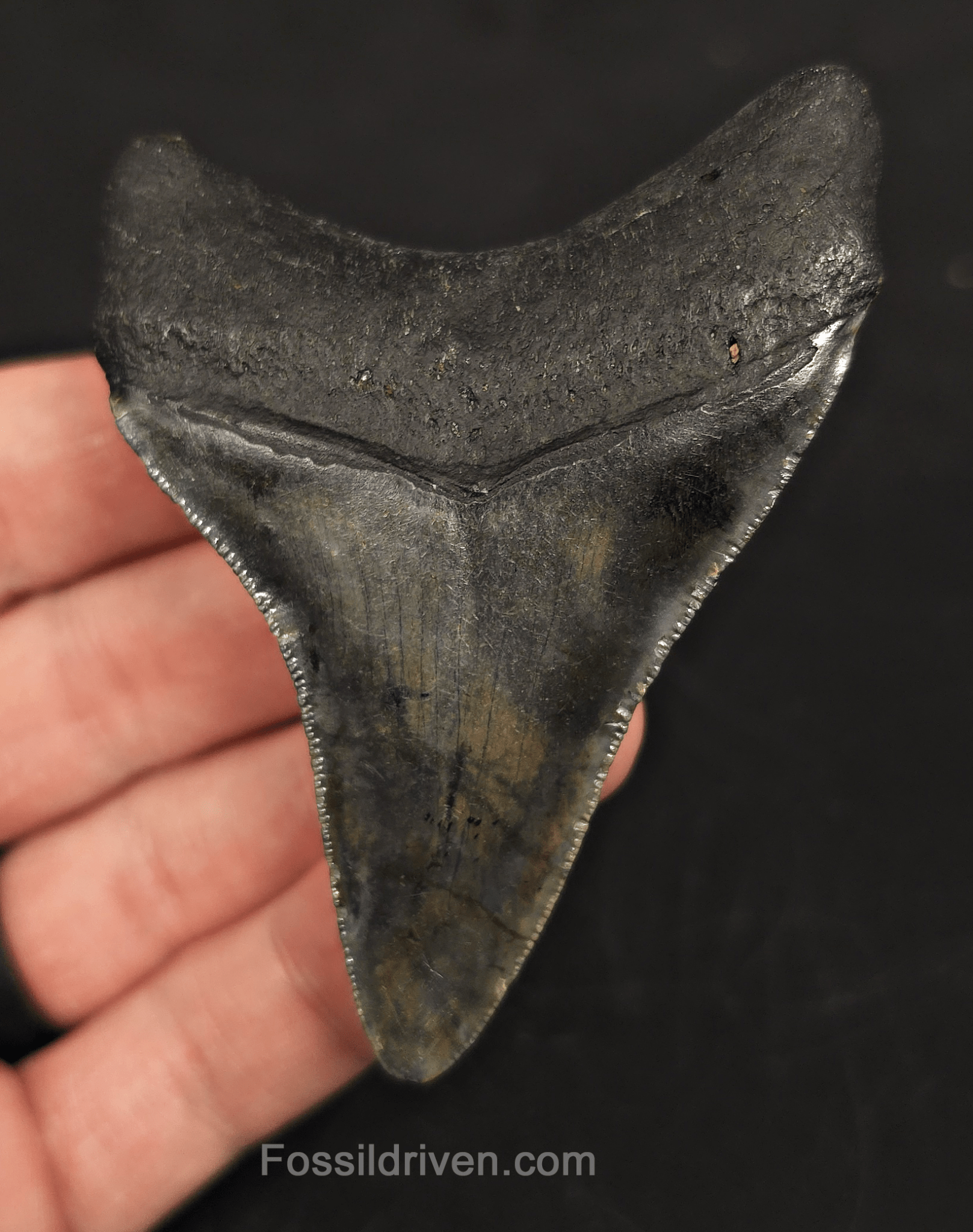 3.26" North Carolina Megalodon Tooth - Complete Specimen - Authentic Fossil Shark Tooth - Fossil Driven