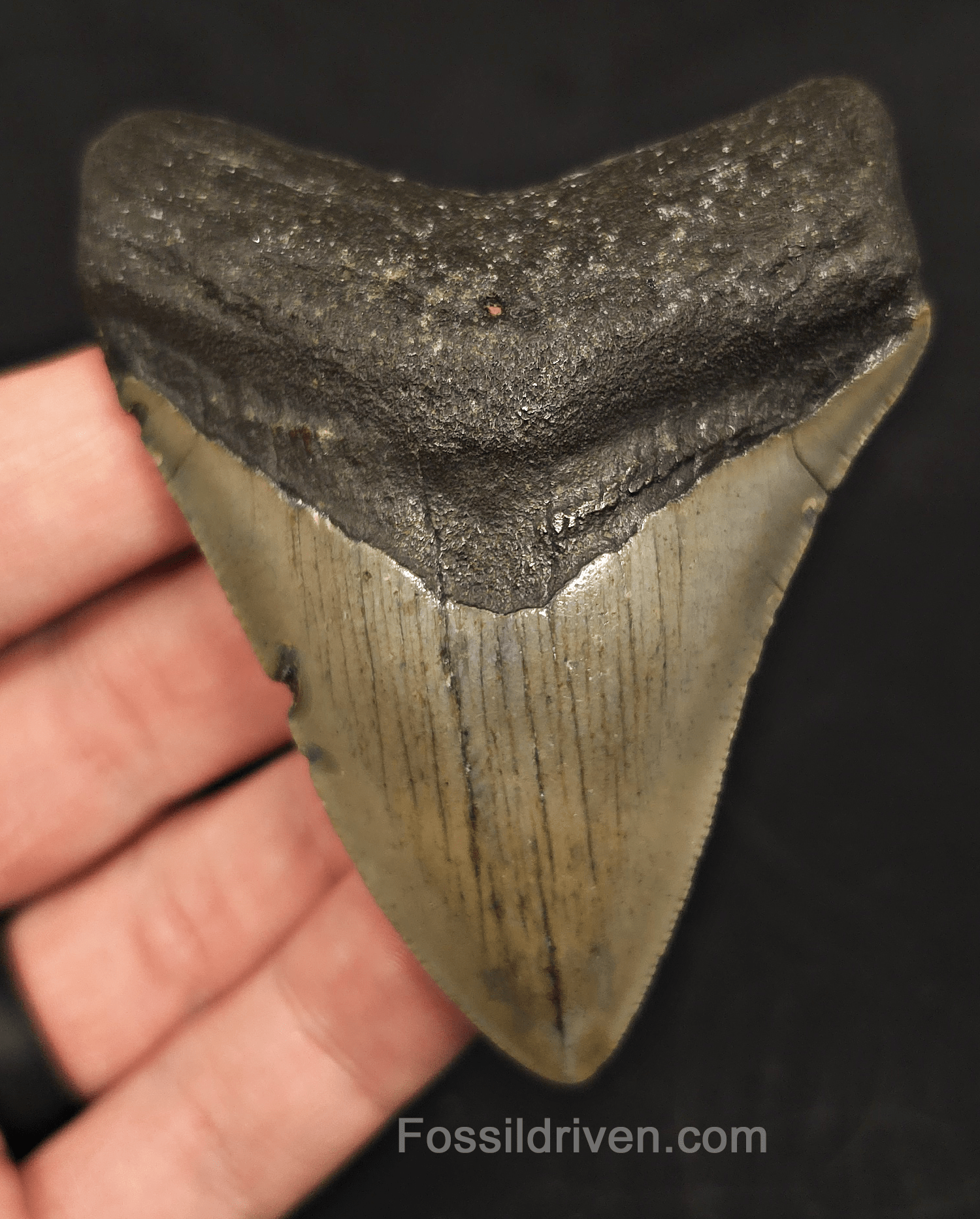 3.27" North Carolina Megalodon Tooth - Complete Specimen - Authentic Fossil Shark Tooth - Fossil Driven