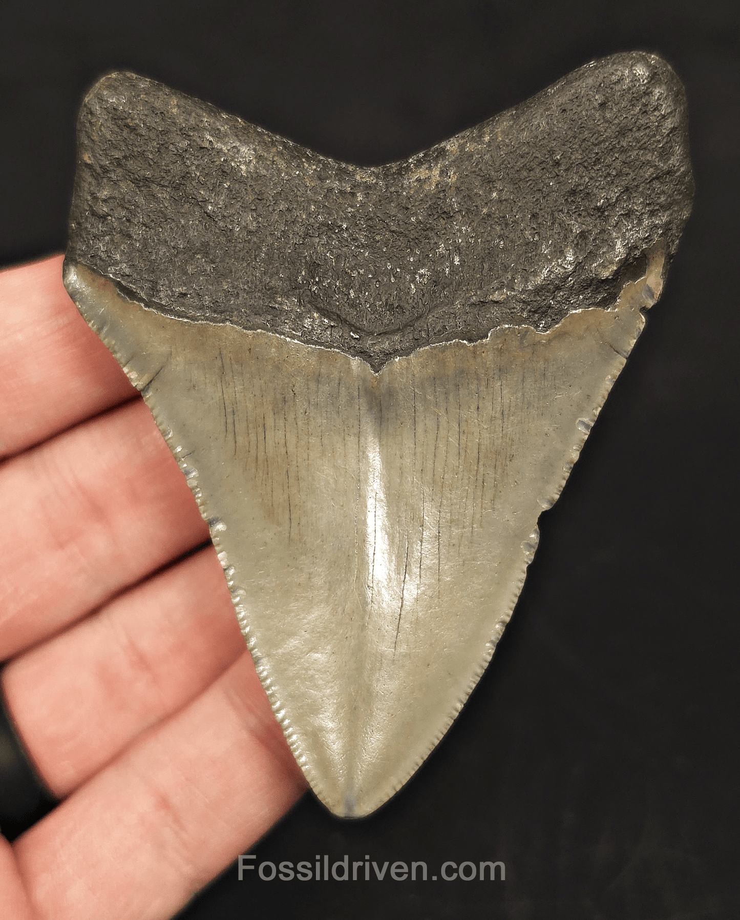 3.27" North Carolina Megalodon Tooth - Complete Specimen - Authentic Fossil Shark Tooth - Fossil Driven