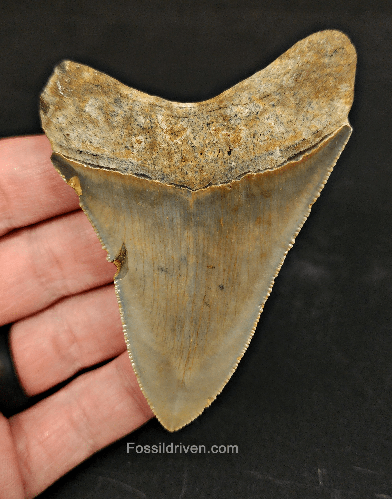 3.28" Fossil Megalodon Tooth – Authentic Fossil from Meg Ledge, North Carolina - Fossil Driven
