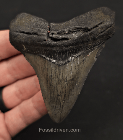 3.28" Fossil Megalodon Tooth - Charleston, South Carolina | Fossil Driven - Fossil Driven
