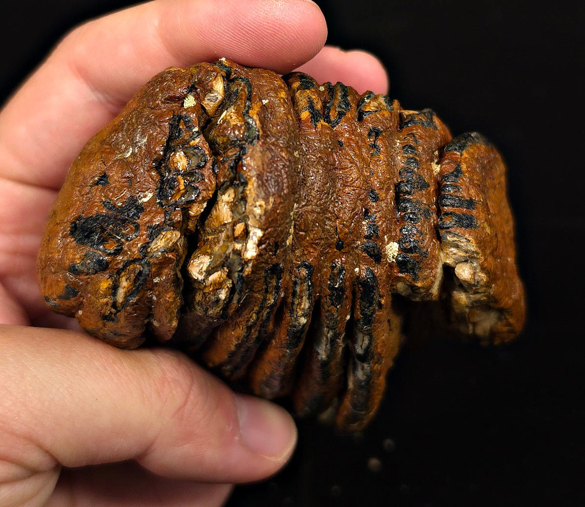 3.29" Fossil Woolly Mammoth Tooth – North Sea - Fossil Driven