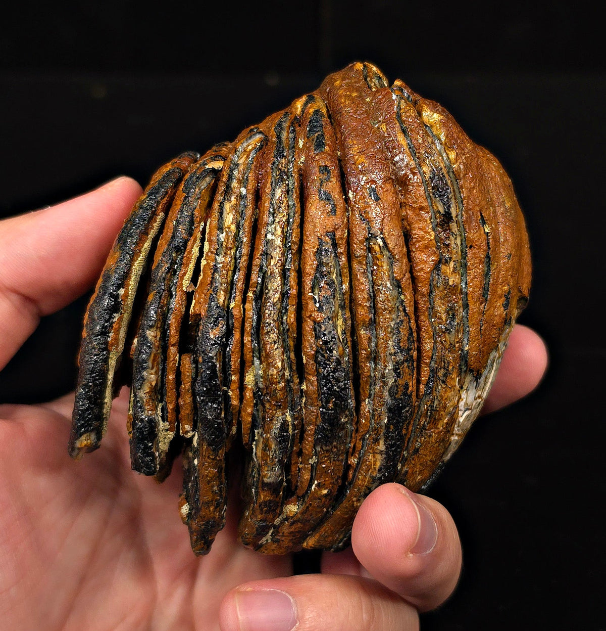3.29" Fossil Woolly Mammoth Tooth – North Sea - Fossil Driven