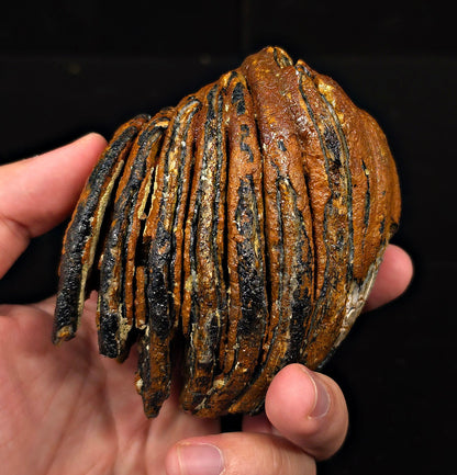 3.29" Fossil Woolly Mammoth Tooth – North Sea - Fossil Driven