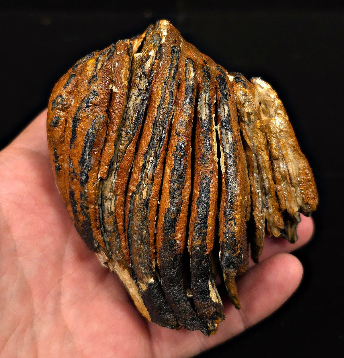 3.29" Fossil Woolly Mammoth Tooth – North Sea - Fossil Driven
