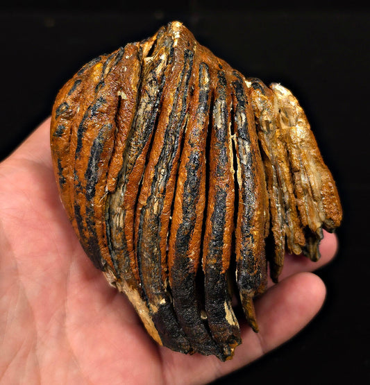 3.29" Fossil Woolly Mammoth Tooth – North Sea - Fossil Driven
