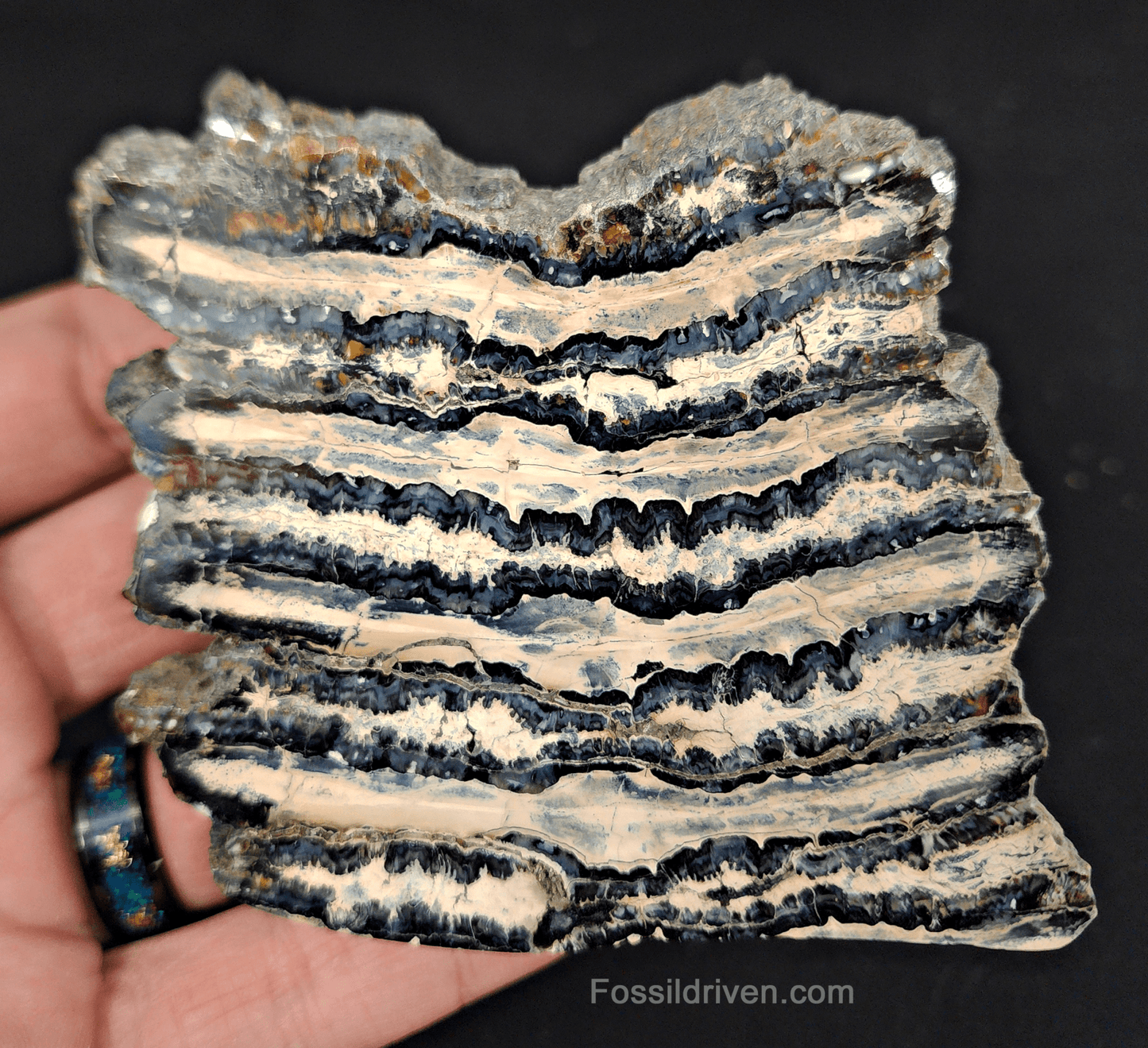 3.33" Columbian Mammoth Tooth Slice – Authentic Fossil | Fossil Driven - Fossil Driven