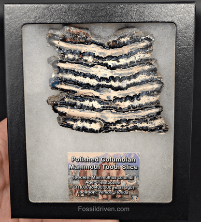 3.33" Columbian Mammoth Tooth Slice – Authentic Fossil | Fossil Driven - Fossil Driven