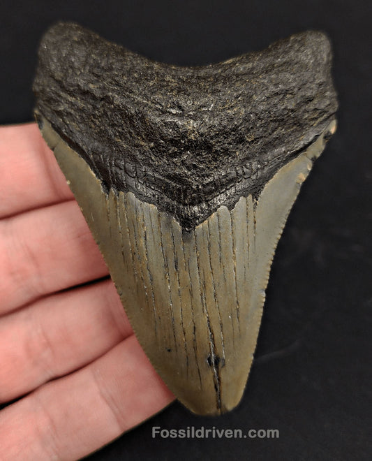 3.35" Fossil Megalodon Tooth - North Carolina | Fossil Driven - Fossil Driven