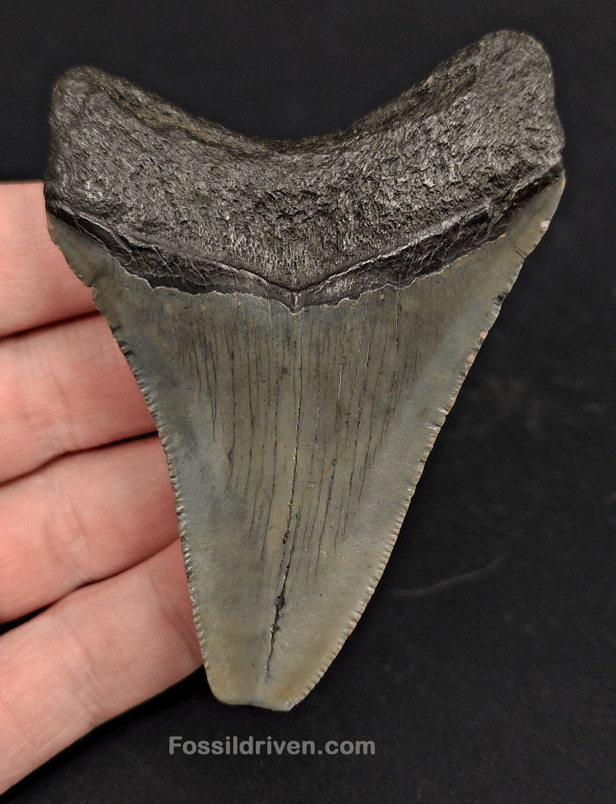 3.35" Fossil Megalodon Tooth - North Carolina | Fossil Driven - Fossil Driven