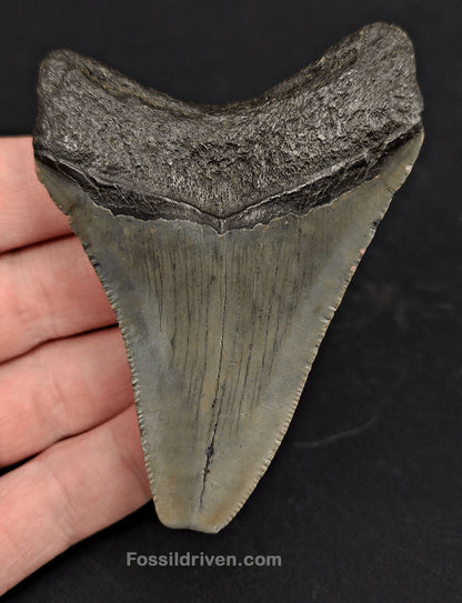 3.35" Fossil Megalodon Tooth - North Carolina | Fossil Driven - Fossil Driven