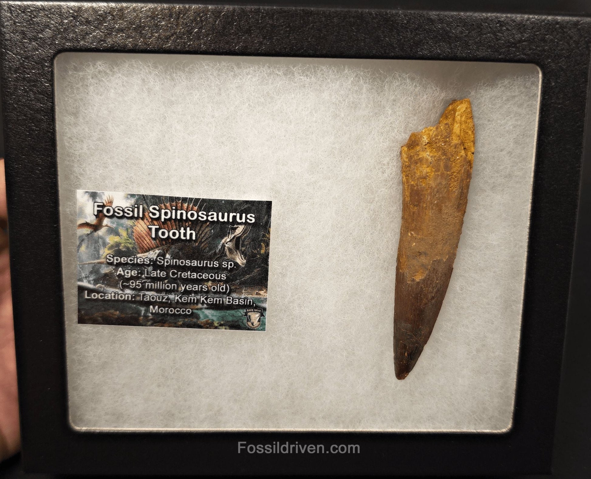 3.35" Fossil Spinosaurus Tooth - Real Dinosaur Tooth - Fossil Driven