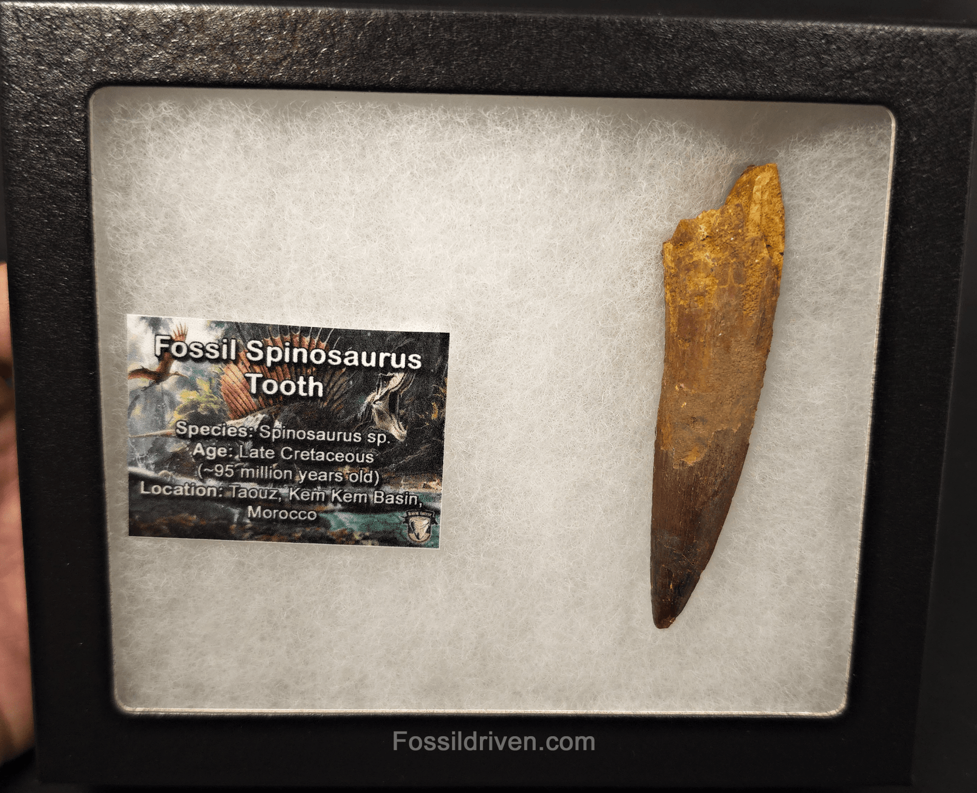 3.35" Fossil Spinosaurus Tooth - Real Dinosaur Tooth - Fossil Driven