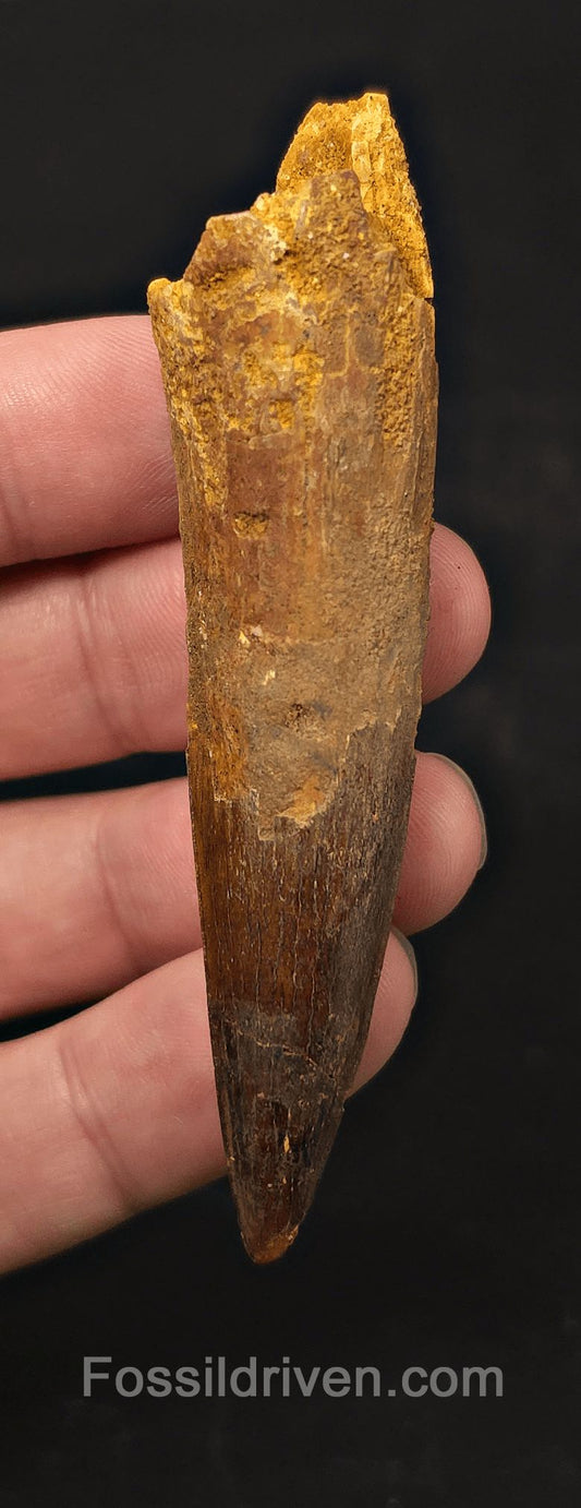 3.35" Fossil Spinosaurus Tooth - Real Dinosaur Tooth - Fossil Driven