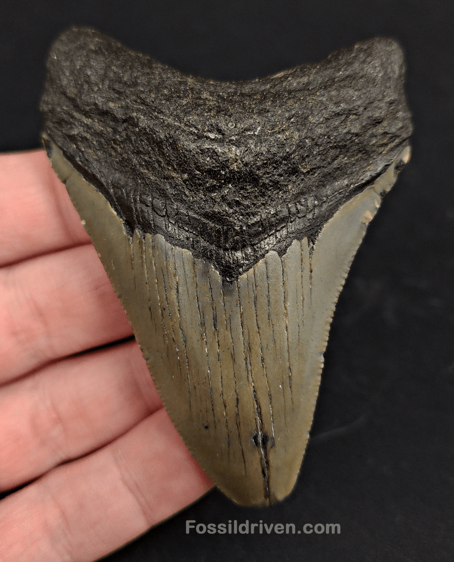 3.35" North Carolina Megalodon Tooth - Complete Specimen - Authentic Fossil Shark Tooth - Fossil Driven