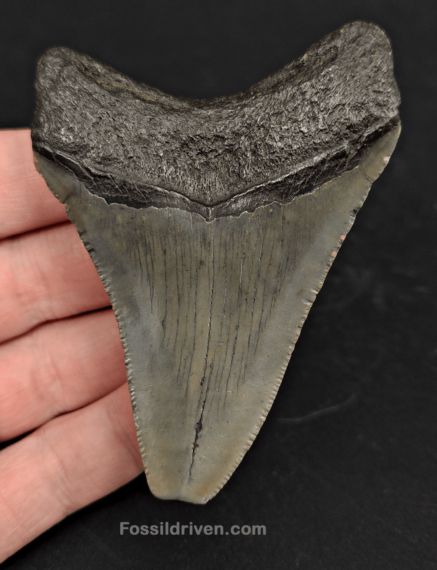 3.35" North Carolina Megalodon Tooth - Complete Specimen - Authentic Fossil Shark Tooth - Fossil Driven