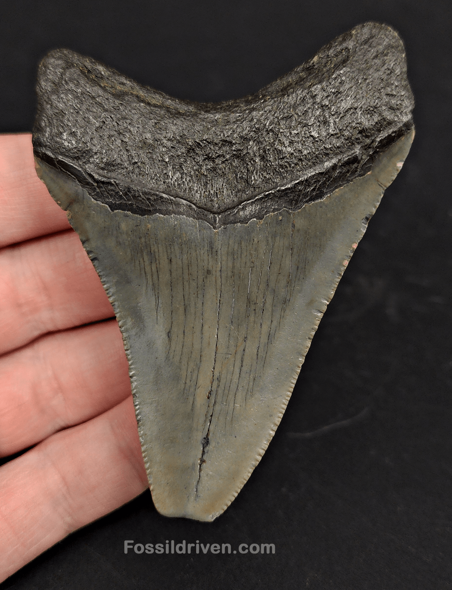 3.35" North Carolina Megalodon Tooth - Complete Specimen - Authentic Fossil Shark Tooth - Fossil Driven