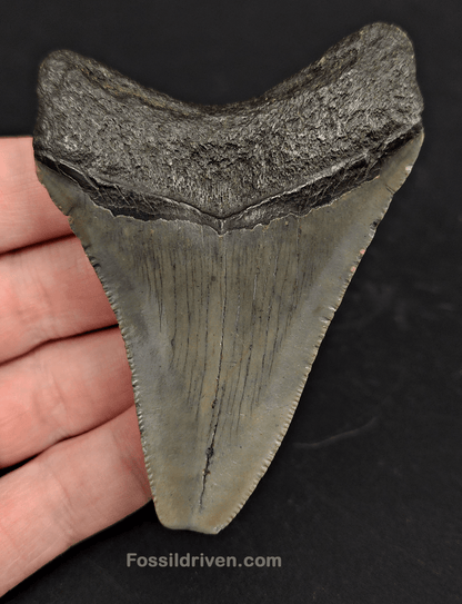 3.35" North Carolina Megalodon Tooth - Complete Specimen - Authentic Fossil Shark Tooth - Fossil Driven