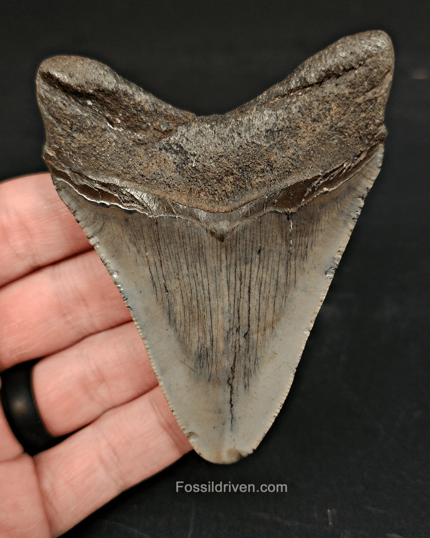 3.37" Fossil Megalodon Tooth – Authentic Fossil from Beaufort, South Carolina - Fossil Driven