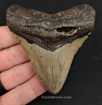 3.37" North Carolina Megalodon Tooth - Complete Specimen - Authentic Fossil Shark Tooth - Fossil Driven