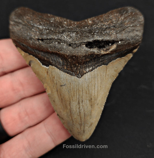 3.37" North Carolina Megalodon Tooth - Complete Specimen - Authentic Fossil Shark Tooth - Fossil Driven