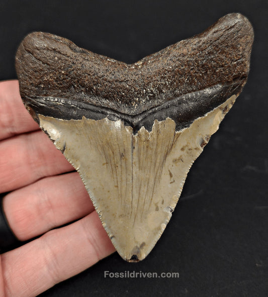3.37" North Carolina Megalodon Tooth - Complete Specimen - Authentic Fossil Shark Tooth - Fossil Driven